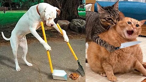 Funniest Cat and dog # 🐈 🐕