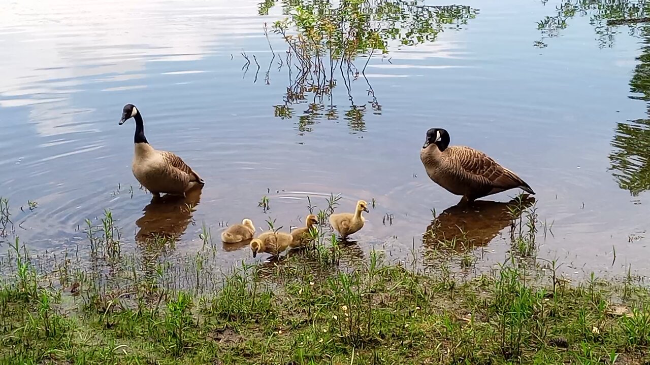 2 sets of baby goslings