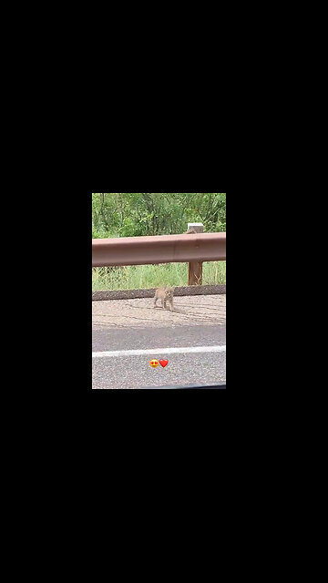 Love is the common language of all living things - Adorable