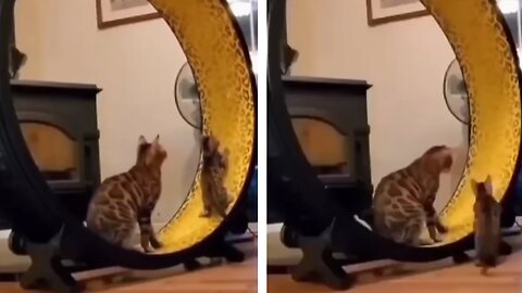 The Most Side-Splitting Cat Video You'll See Today!