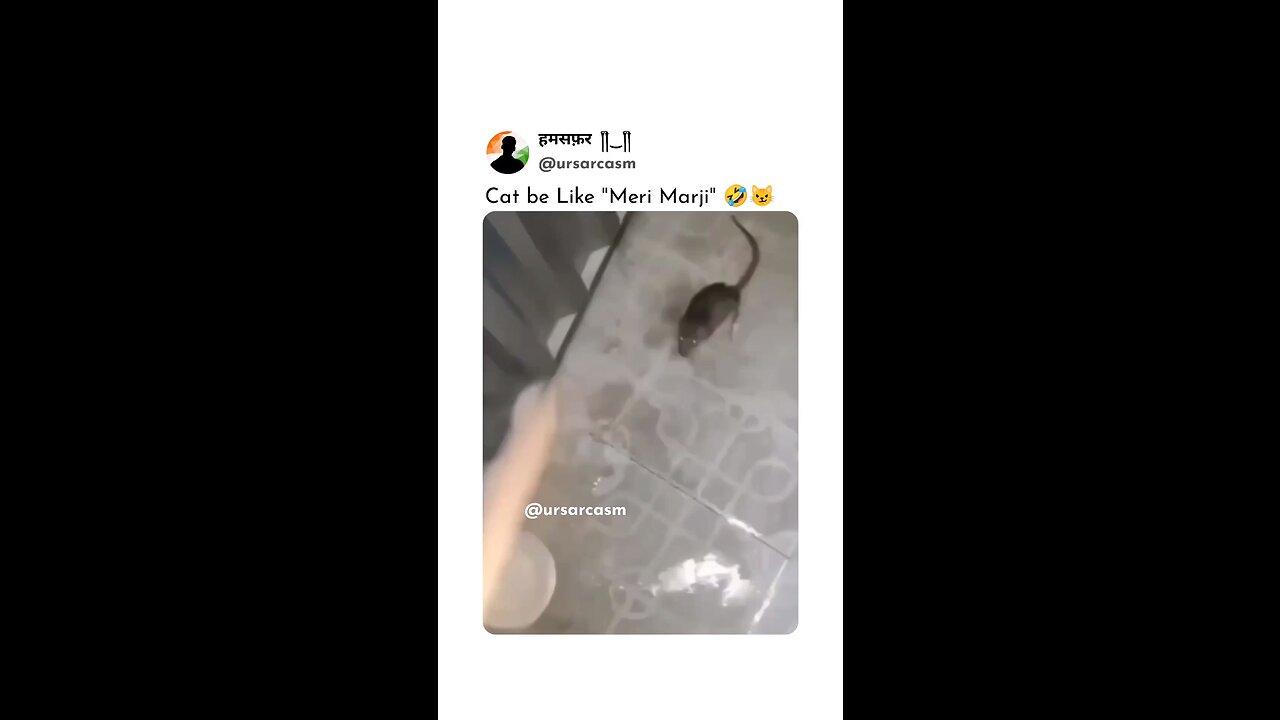Savage cat 😹🤣