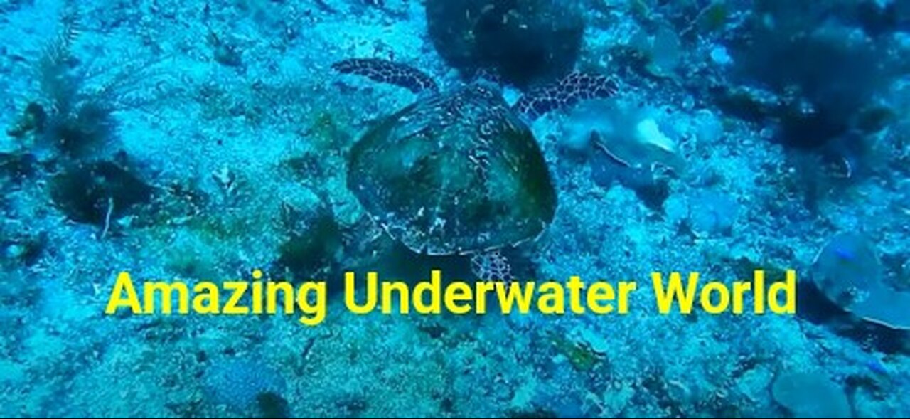 Amazing Underwater World