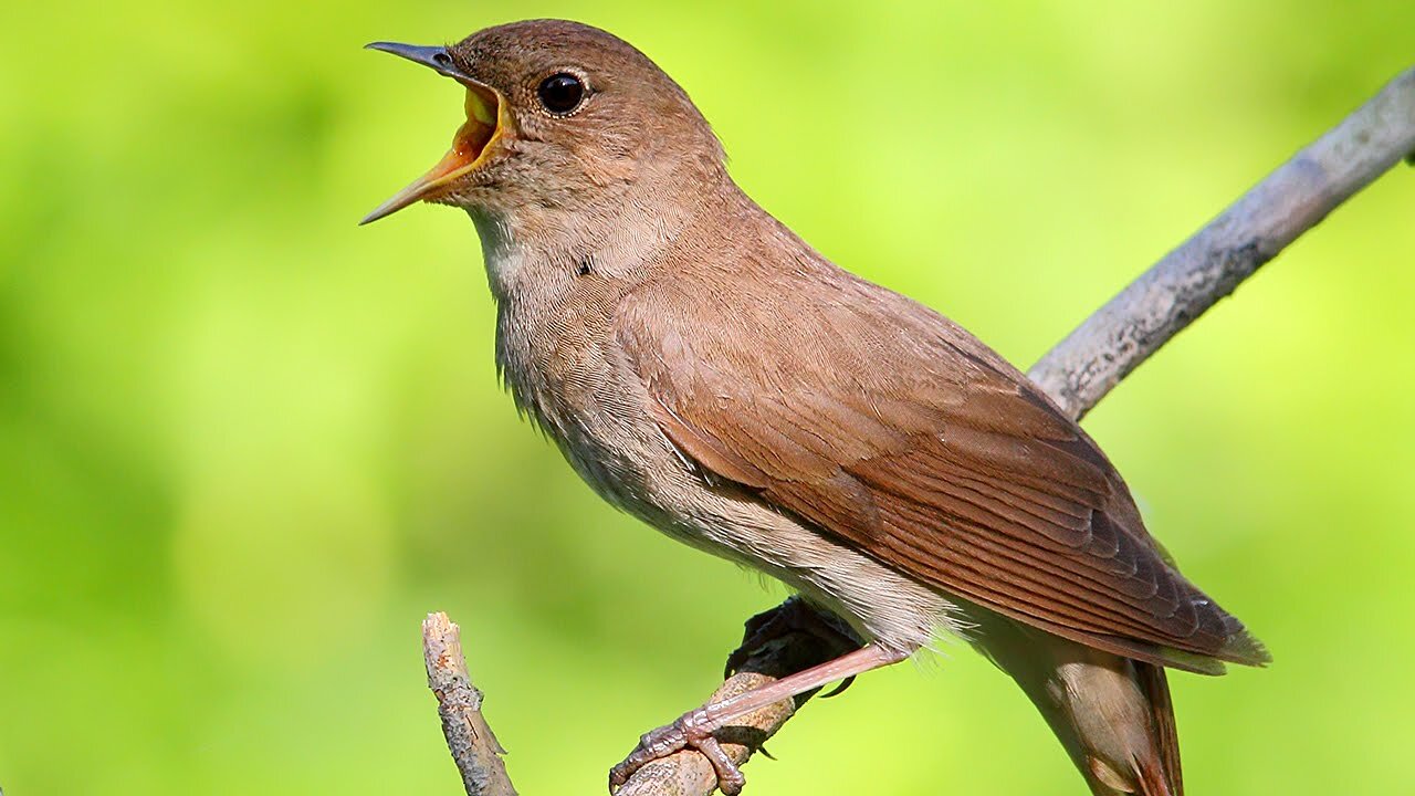 Singing Nightingale the Best Bird Song