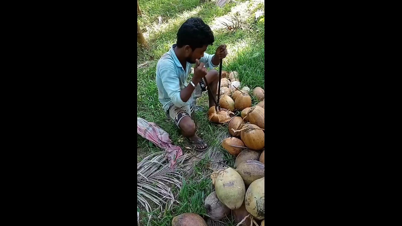 Coconut fruit cutting