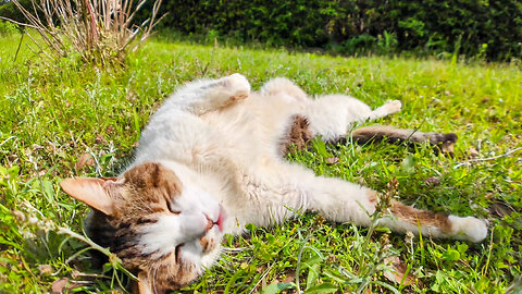 A cat in the park came out of the bushes to be petted