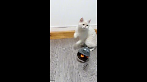 cat the play