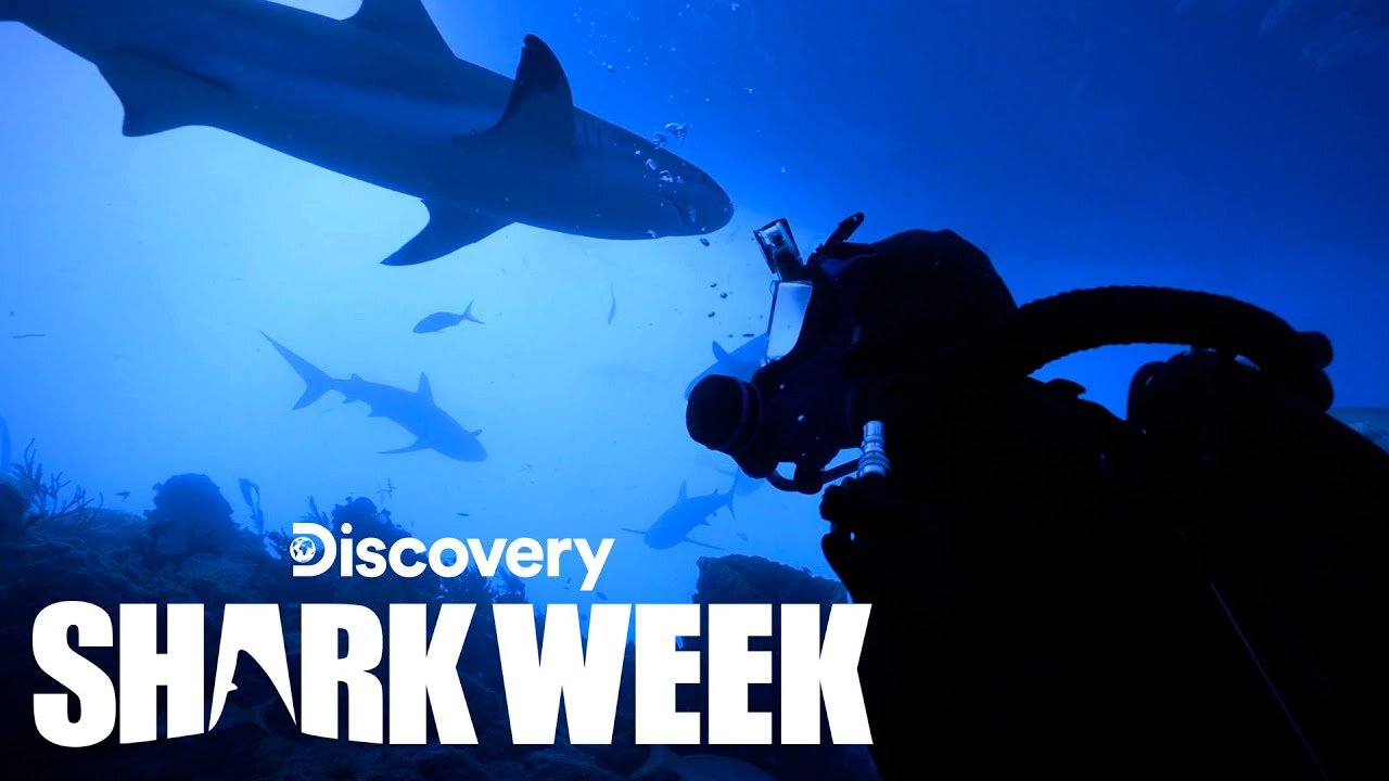 Divers Surrounded by Swarm of Huge Tiger Sharks Shark Week