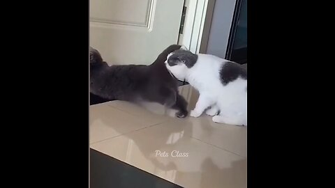 cute animals vide hahahaha watch till the end