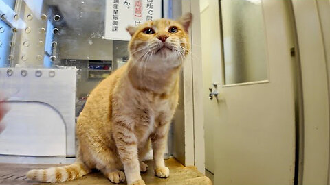 Ferry cancelled due to rain, ticket office turned into cat cafe