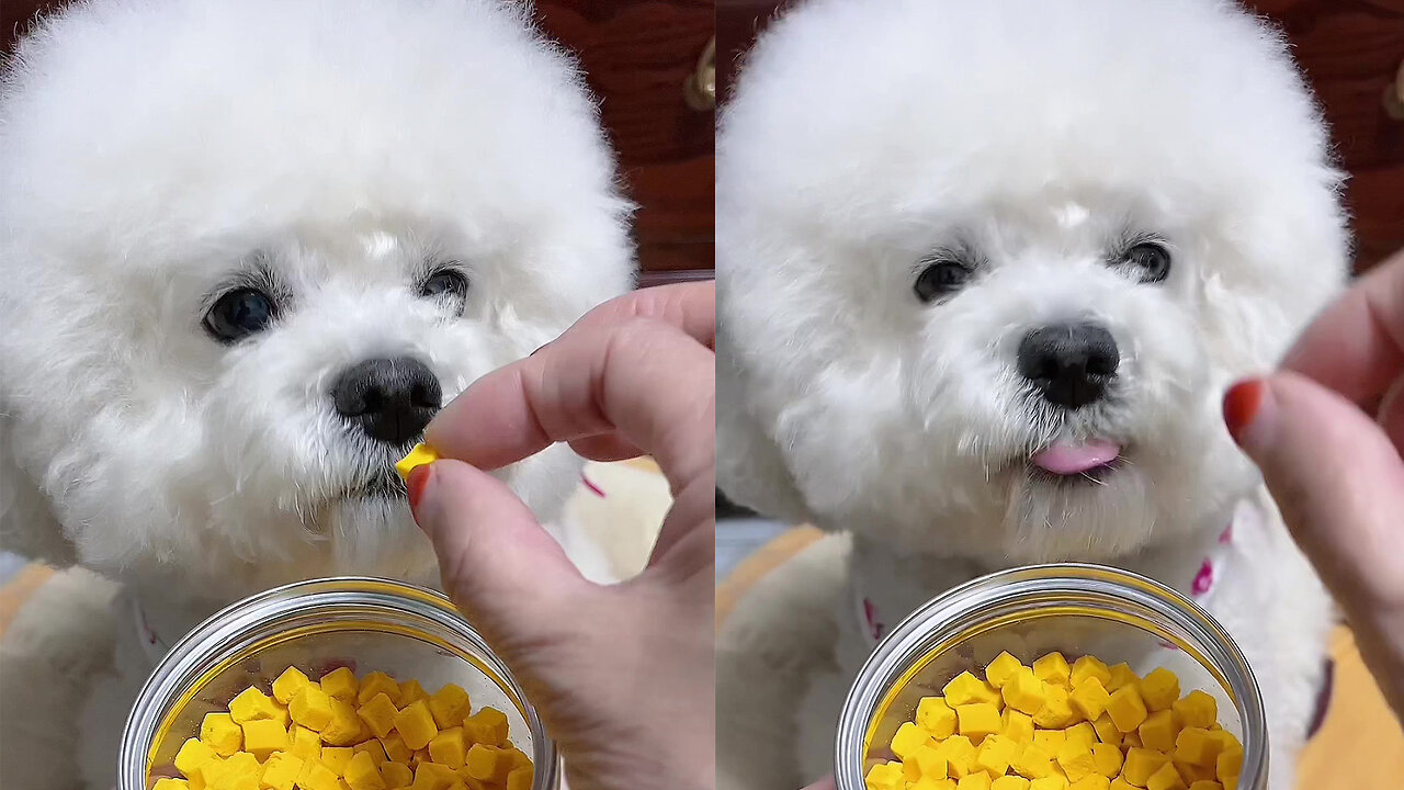 Cute dog eats treats