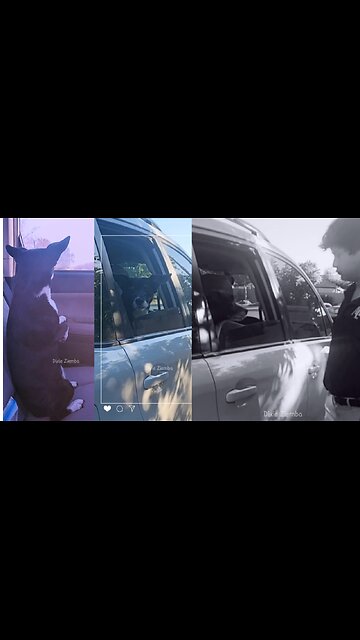 Watch out world, Pepper the pup is on chauffeur duty to get his human to school on time!