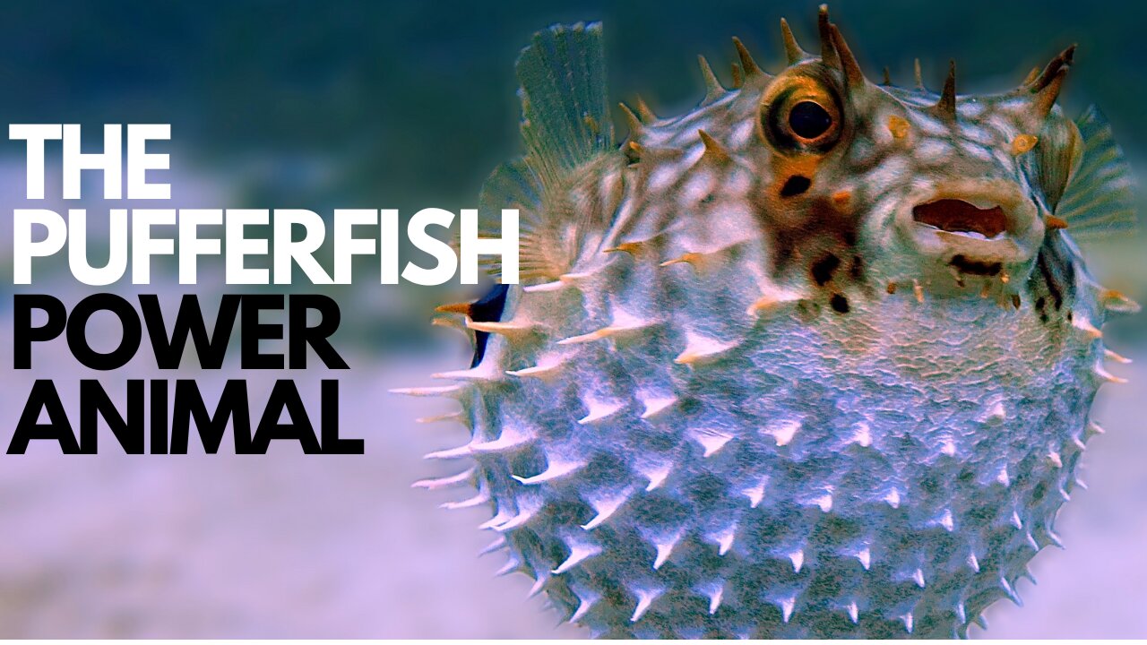 The Pufferfish Power Animal