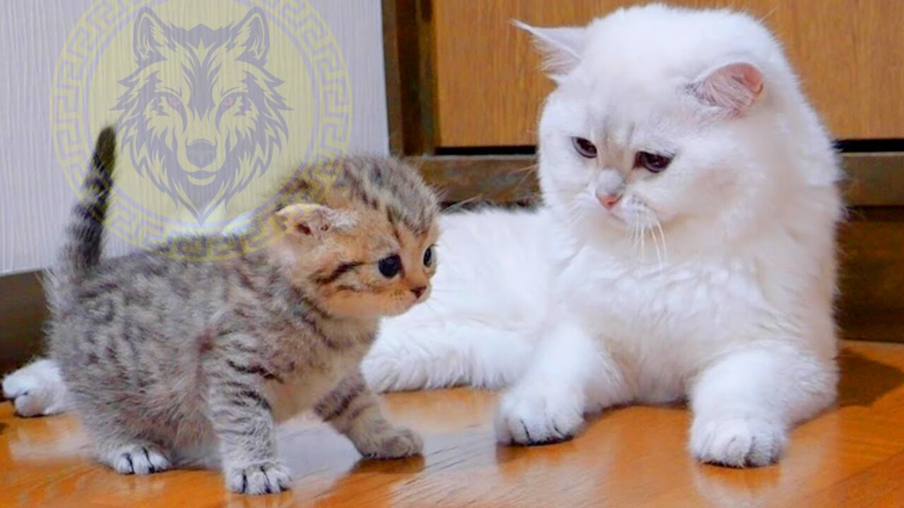 The kitten approaching the daddy cat to play with him was so cute #1