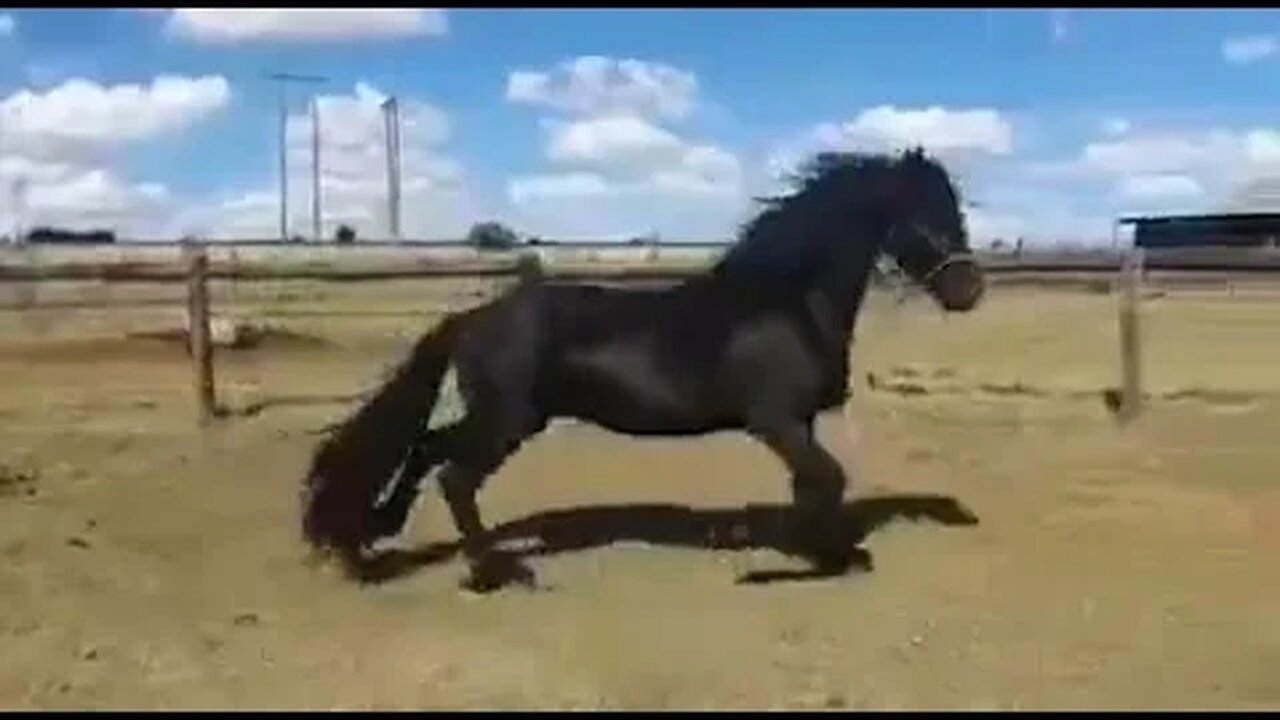 Friesian Horse