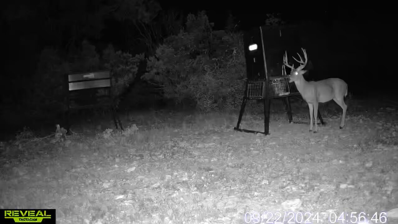 Split main beam on this whitetail BUCK