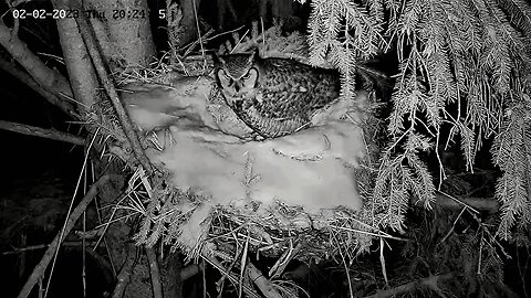 Ellis Farm-A Quick Revisit to The Nest 🦉 02/02/23 20:24