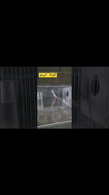 تغريد طائر ألبينو كيوت