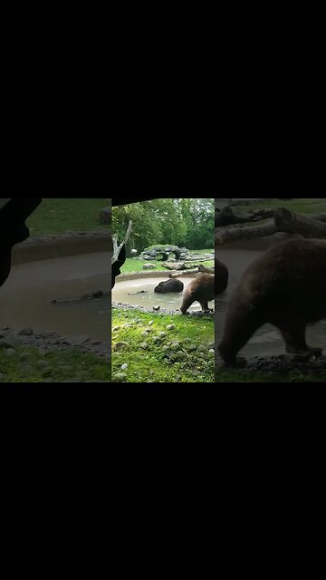 Grizzly Bears at the Toronto Zoo 🐻 #grizzlies #bear