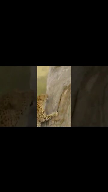 How To See Genus-Panthers