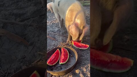 Pigs getting some watermelon! #pigs #pigfarmvideo #pigfeed #hog #hogfarming #pigsisbeautiful