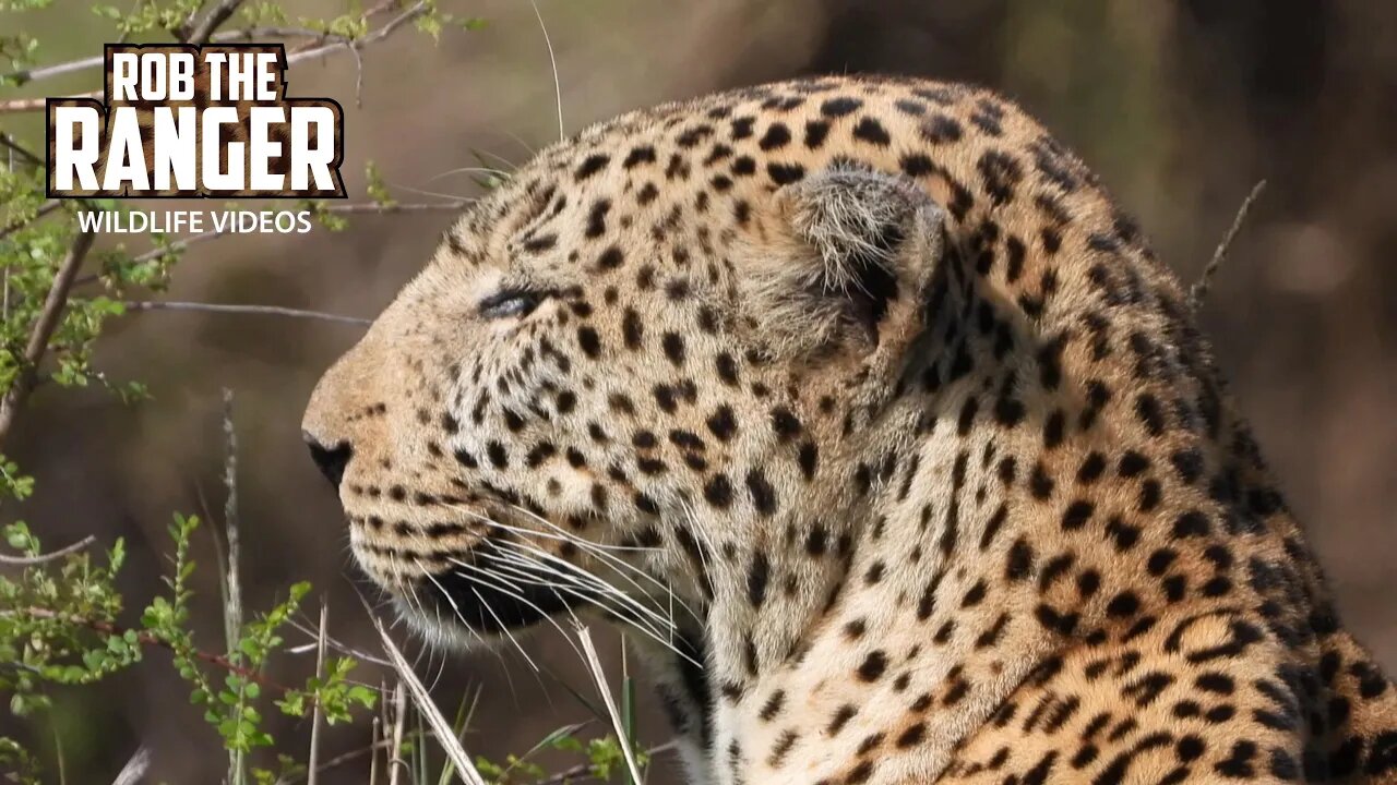 Beautiful Male Leopard Lorgolgol | Maasai Mara Safari | Zebra Plains