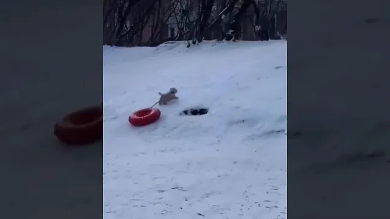 Dog rides down the hill