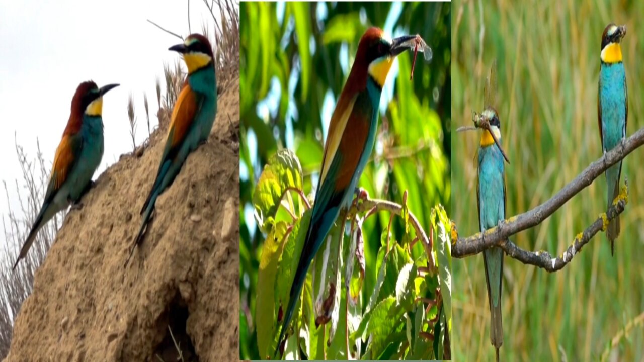 Bee eater beautiful birds