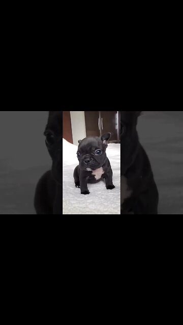 so cute puppy#cuteanimals #shorts #cute #goodmorning #puppy