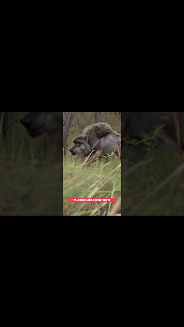 Hunter Sees THIS #shorts