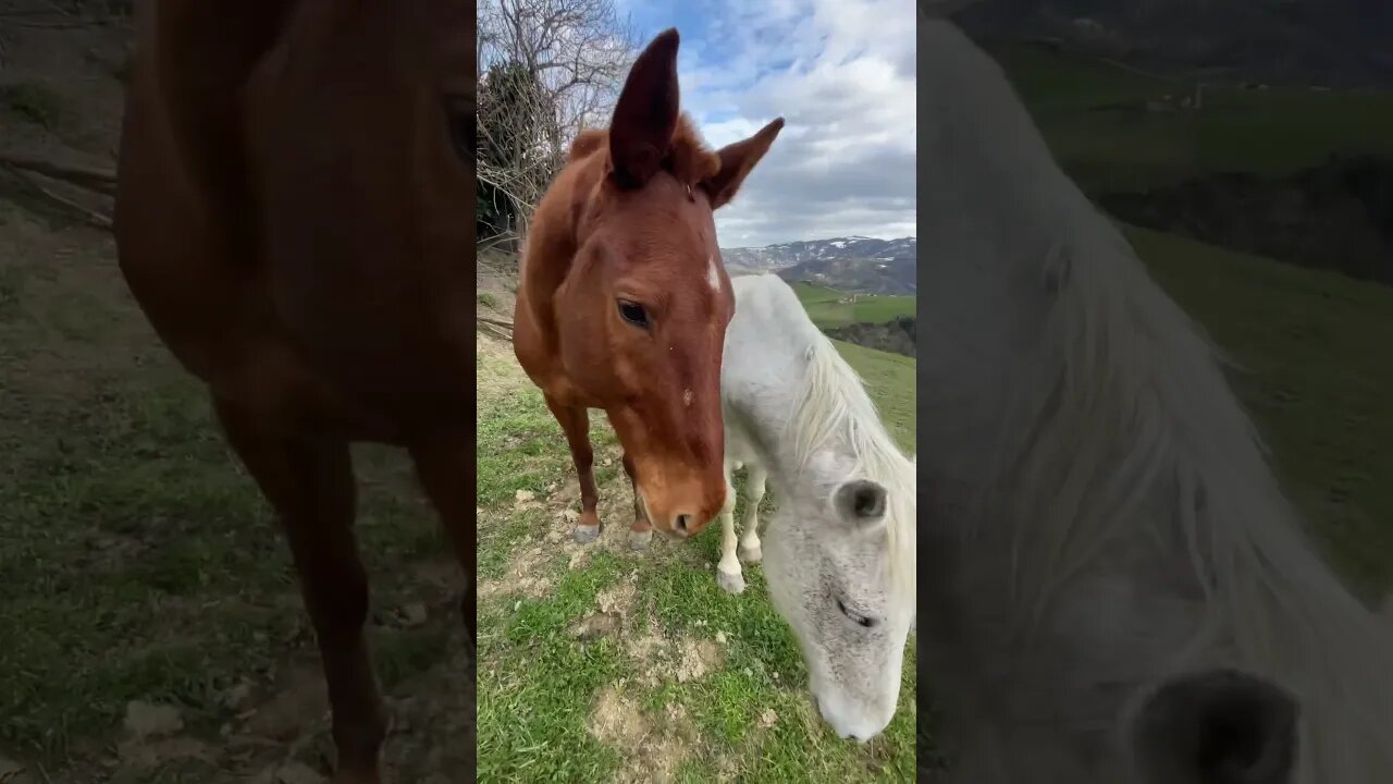 Jealous Horse 😂