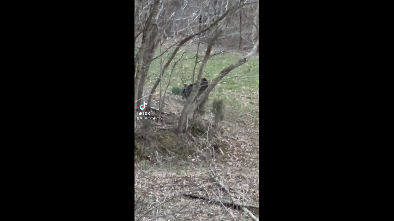 Spring Turkeys out an about. In East Tennessee.