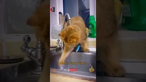 Funny Cat Reaction 2023 Funny Animals New Compilation Animals Funny Videos #cat #shorts #animals