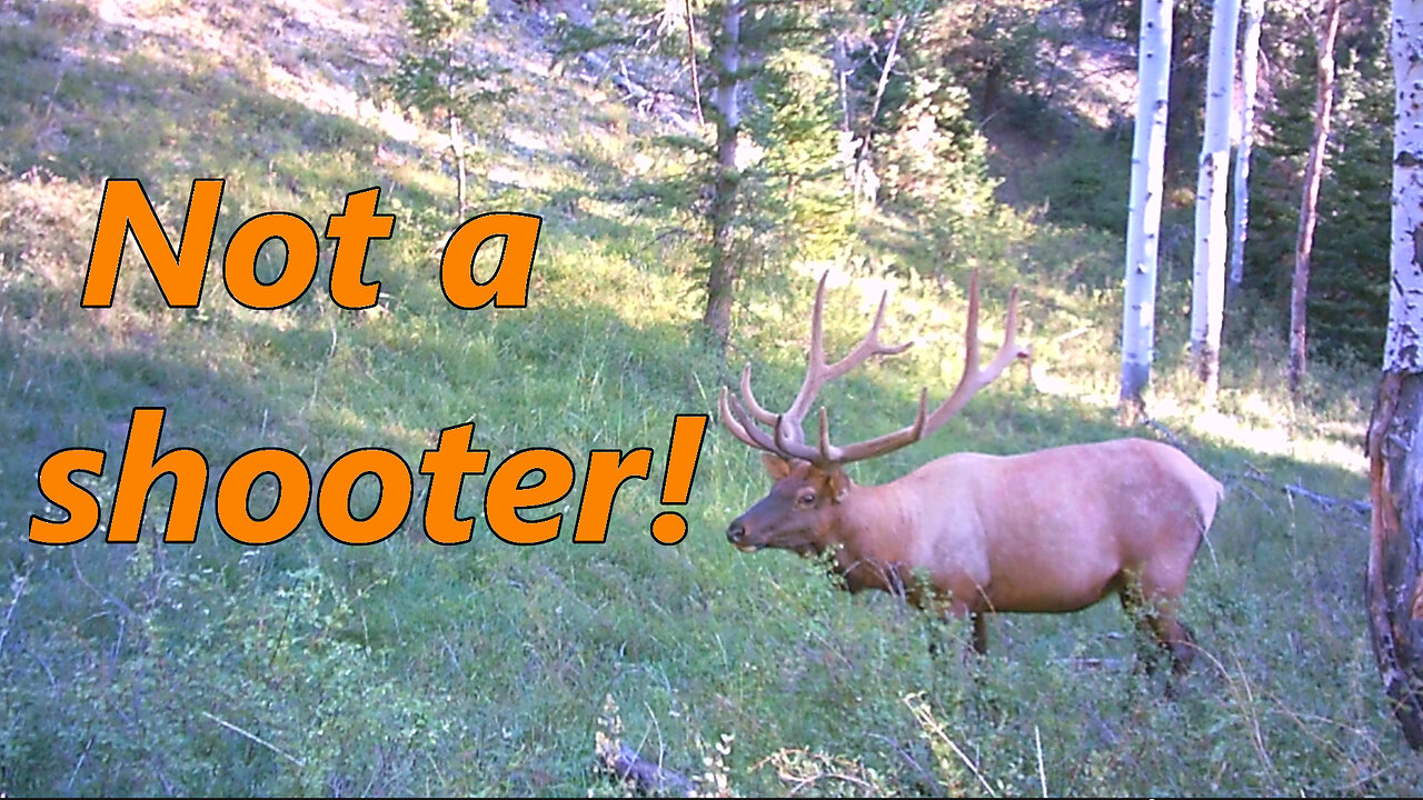 What a Spike Elk hunt really is...