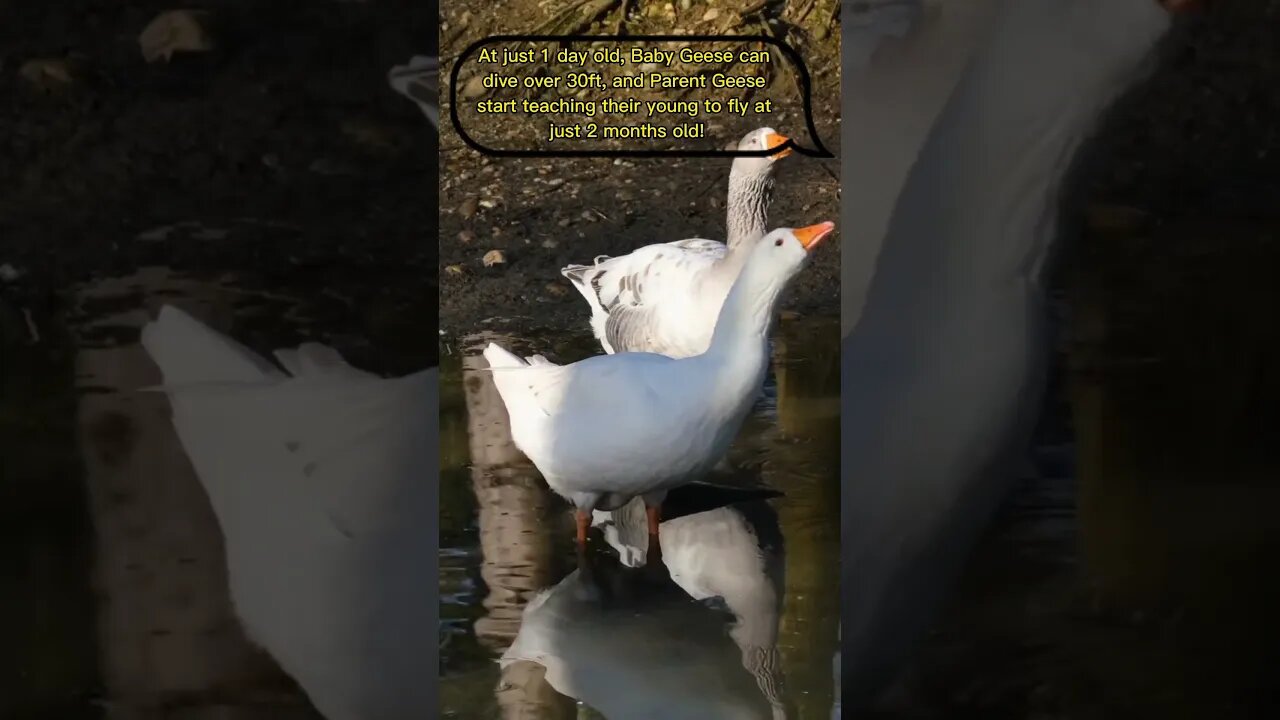 Baby Geese are on a mission