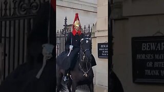 Horse leaves the box early #horseguardsparade