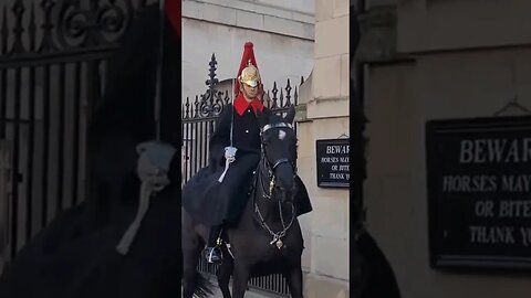 Horse leaves the box early #horseguardsparade