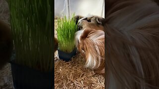 Guinea pigs food fighting