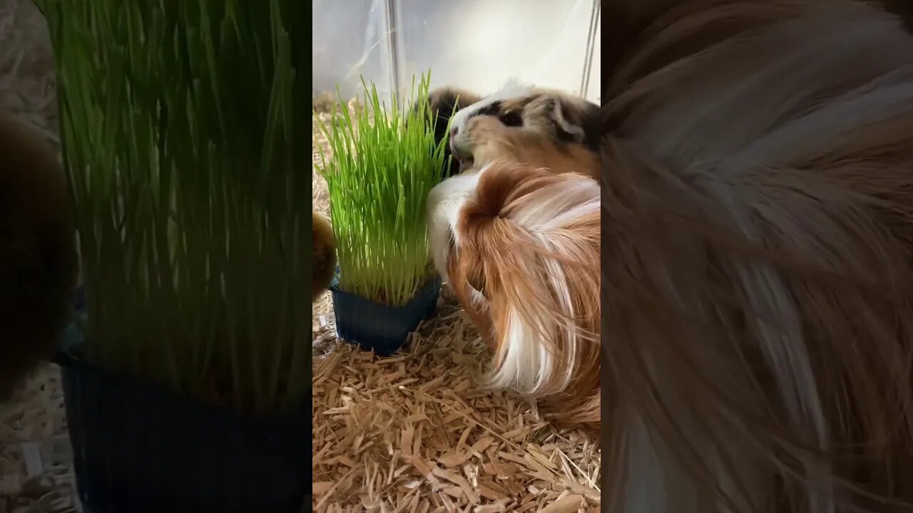 Guinea pigs food fighting