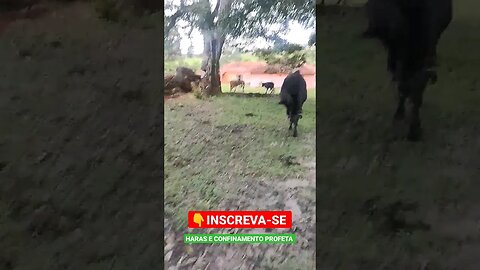 Boi que pula, 🐂 segura peão 🤠 #shorts #animals #bicho #agro #roça #sitio #fazenda #cow #cottly #sp