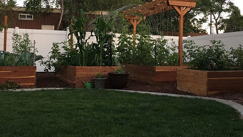 14 Zucchini’s on One Plant!