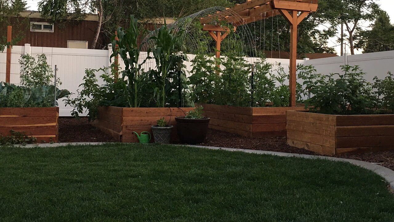 14 Zucchini’s on One Plant!