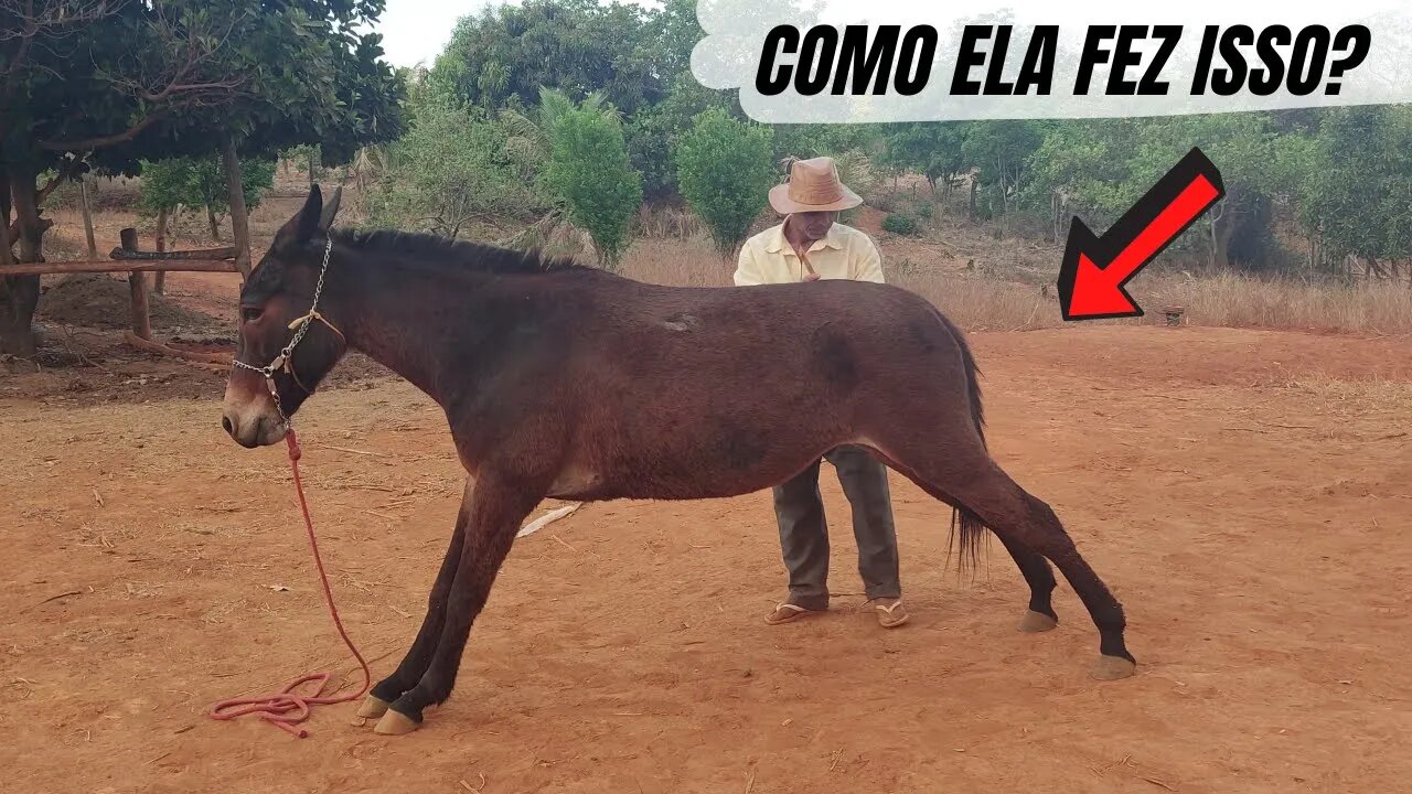 INCRÍVEL! VAQUEIRO PO FAZ MILAGRE COM MULA E MOSTRA HABILIDADE AO ENSINAR BURRA A ESPICHAR E CAVACAR