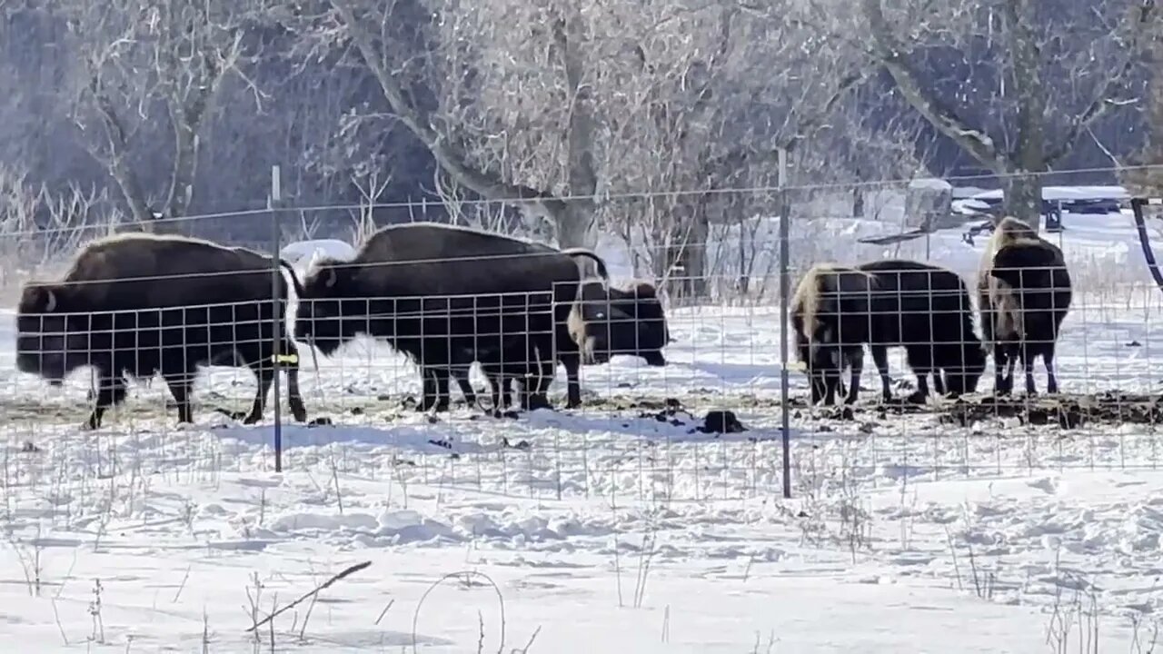 Trip to state park in Minnesota, Bison