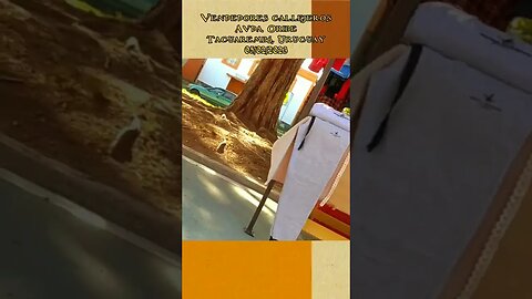 Vendedores callejeros en Avda. Oribe #tacuarembó #uruguay (05/02/2023)