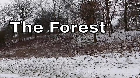 The forest (You have to see)