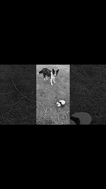 Ava Plays With Panda