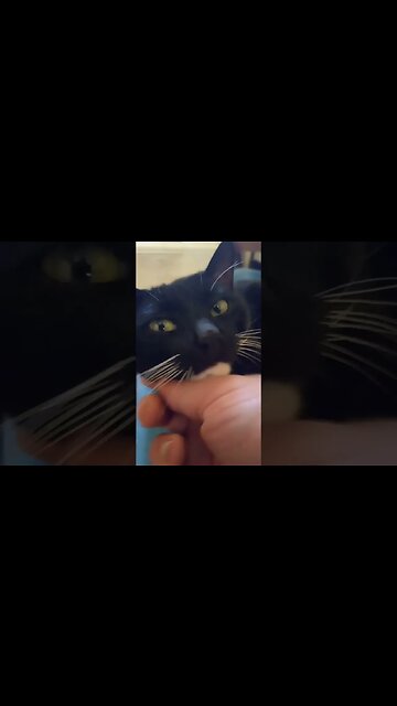 Saying hi to Moonpie #shortsvideo #shortsfeed #youtubeshorts #catvideos #cat