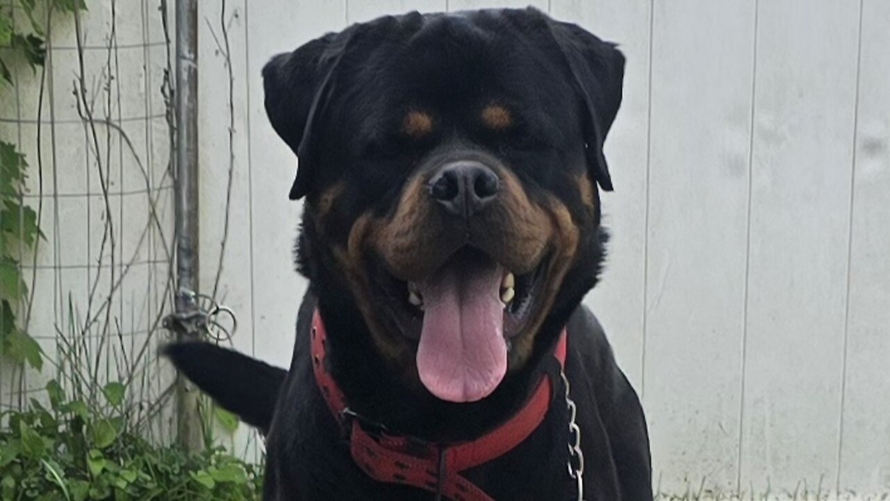 Doneyuno Rotties