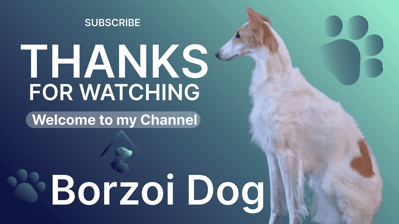 Complete Guide to Borzoi Dog Breed: Care, Training, Health & Adoption Tips