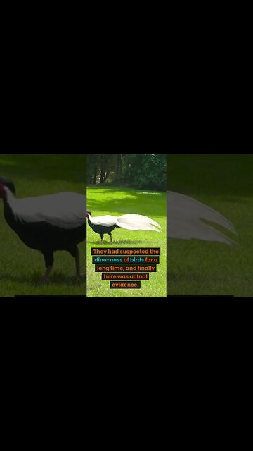 chicken and the ostrich are the closest living relatives #shorts #youtubeshorts #facts #viral #short